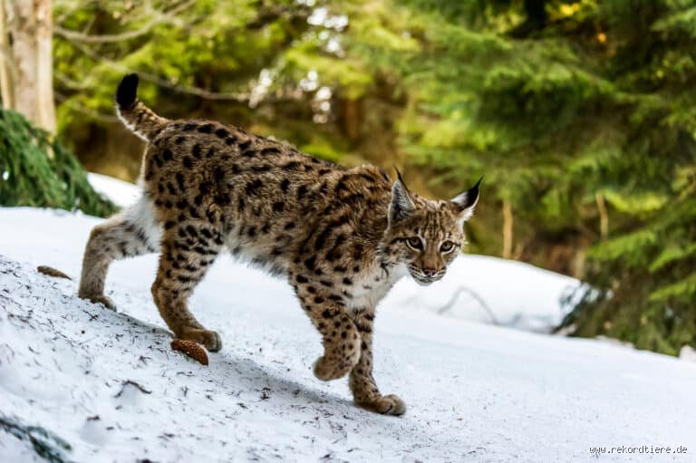 Deutschlands Phantomtiere: Welches Tier ist WIRKLICH das Seltenste?
