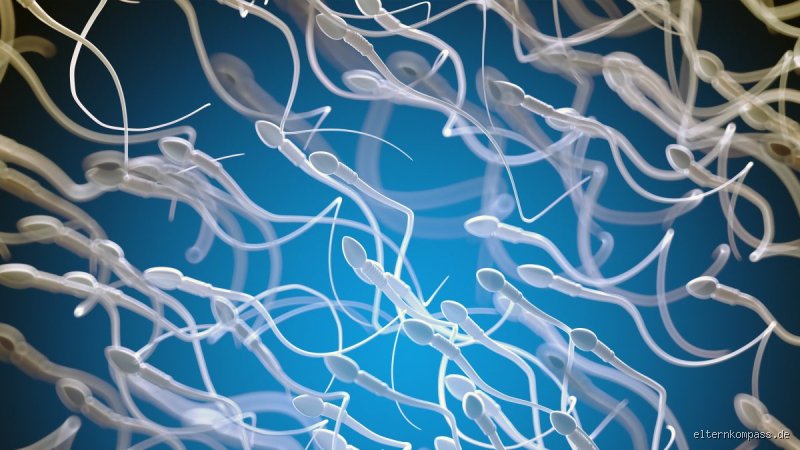 Wie lange soll Sperma in der Scheide bleiben? Der Mythos der Wartezeit erklärt