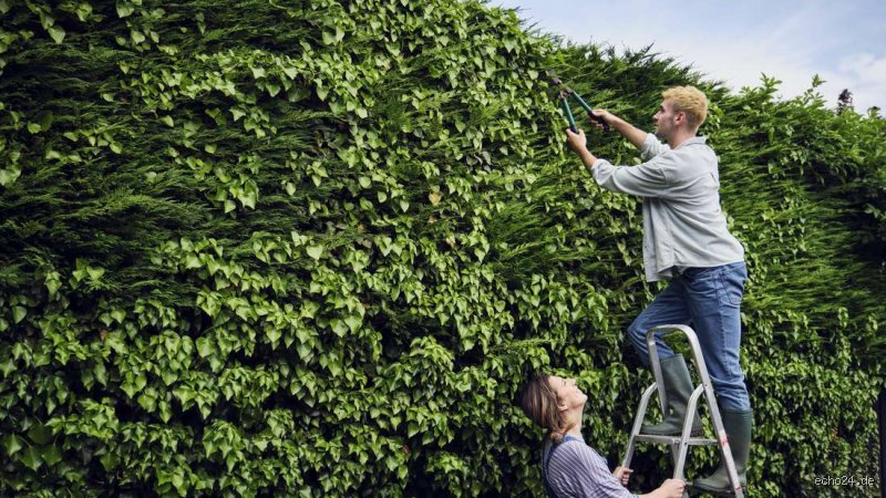 Wann muss der Nachbar die Hecke schneiden? Alles, was du über Nachbarrecht wissen solltest
