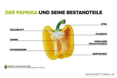 Ist die Paprika eine Hülsenfrucht?