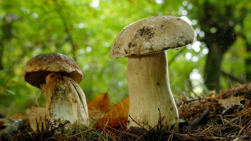 Ist ein Pilz eine Pflanze oder ein Tier?