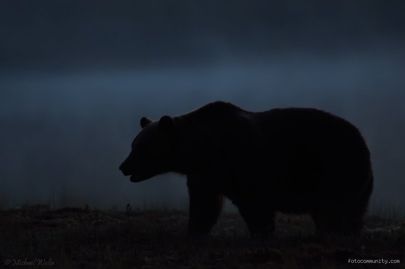 Sind Bären Nacht aktiv? Die Wahrheit über das Aktivitätsmuster der Raubtiere
