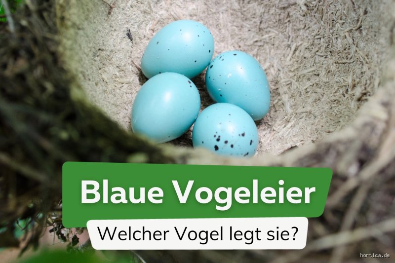 Sind Rotkehlchen Eier blau? Die verblüffende Antwort auf ein buntes Rätsel