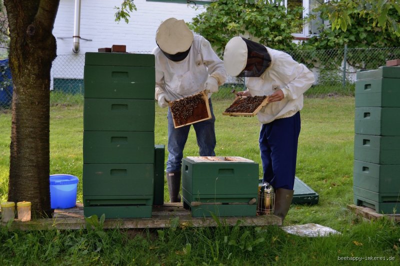 Wann vergessen Bienen ihren Standort? Ein tiefer Einblick in die Welt der Honigbienen