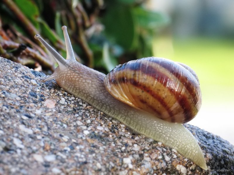 Wann vergraben sich Schnecken?