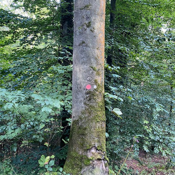 Was bedeutet ein roter Punkt an Bäumen? Die Bedeutung der Forstmarkierungen