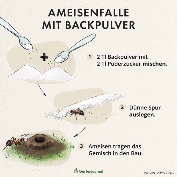 Was bewirkt Zucker bei Ameisen?