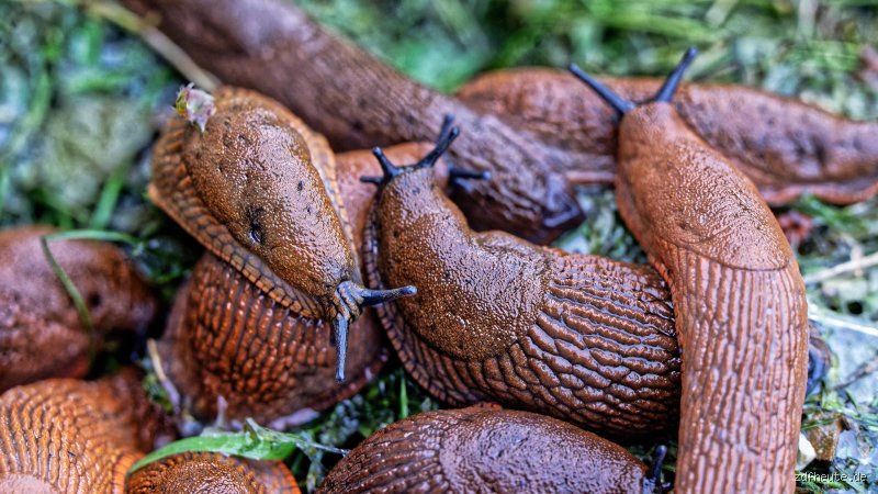 Was bringt Schnecken um? Natürliche und effektive Wege, Schnecken loszuwerden
