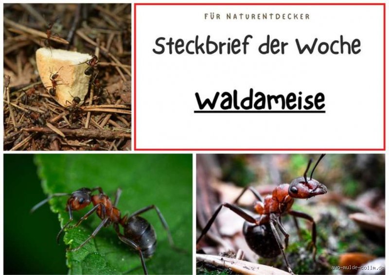Das Gewicht der Waldameise: Eine spannende Entdeckung aus der Natur
