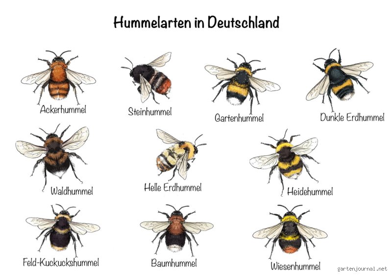 Was ist der Sinn einer Hummel? Mehr als nur Flausch: Ihre unverzichtbare Rolle in der Natur