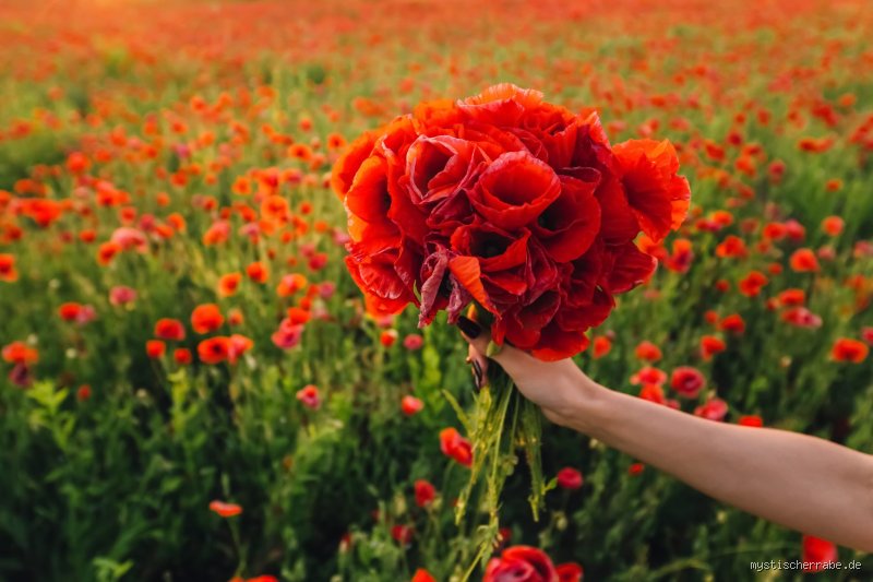 Was ist die Blume der Hoffnung? Symbolik, Botanik und kulturelle Bedeutung