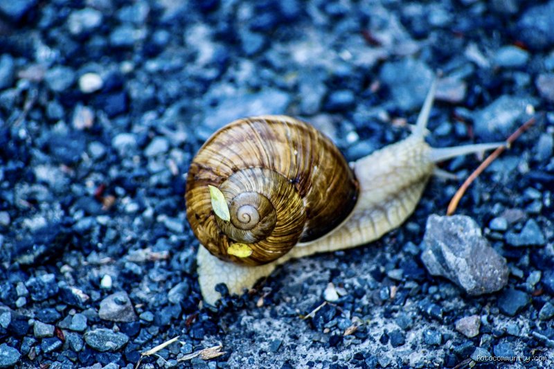 Was ist langsamer als eine Schnecke? Entdecke überraschende Fakten und Vergleiche