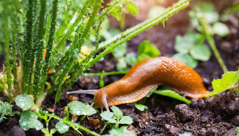 Was machen Schnecken im Sommer wirklich? Die überraschende Wahrheit über ihre Hitzeschutzstrategie