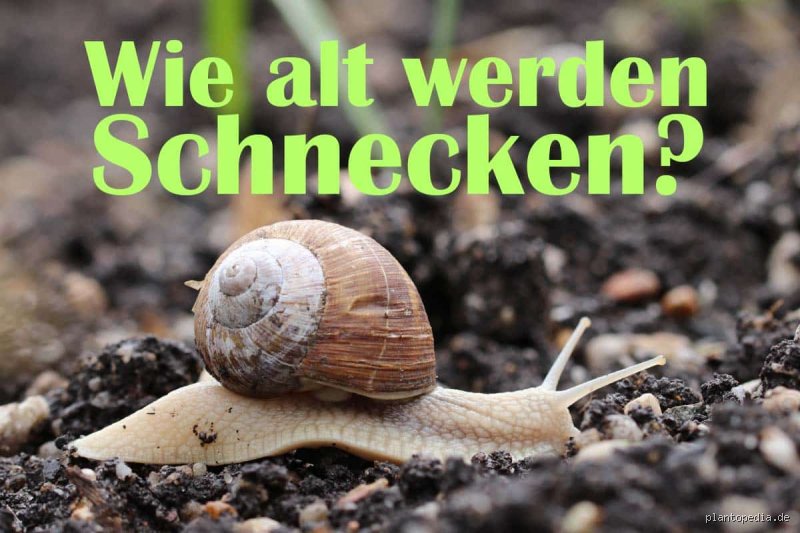 Was passiert, wenn eine Schnecke wächst? Die unumgängliche Synchronisation von Haus und Körper