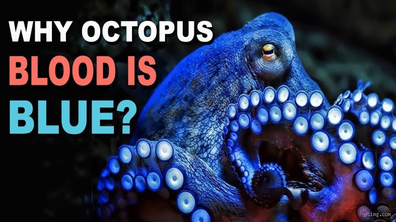 Welche Farbe hat das Blut von Oktopus?