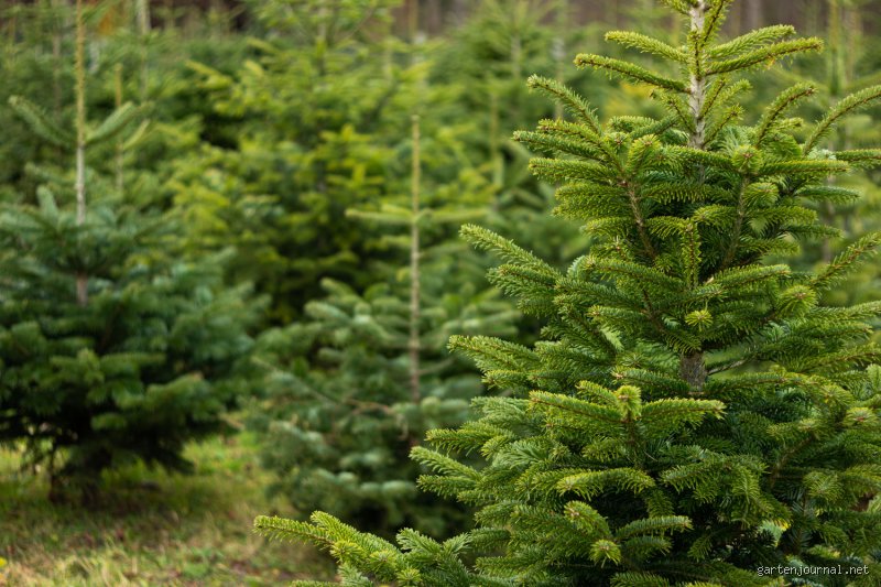 Welche Tanne ist giftig? Ein Überblick für Gartenfreunde
