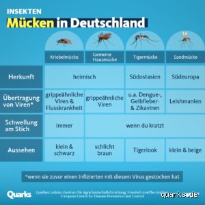 Welcher Geruch verscheucht Mücken?