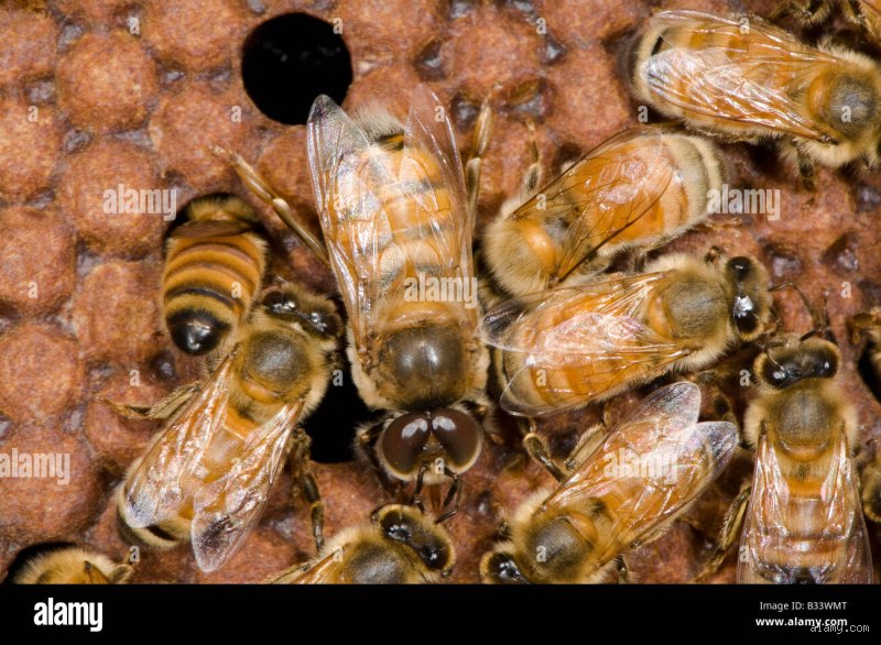Wie entstehen männliche Drohnen bei der Honigbiene?