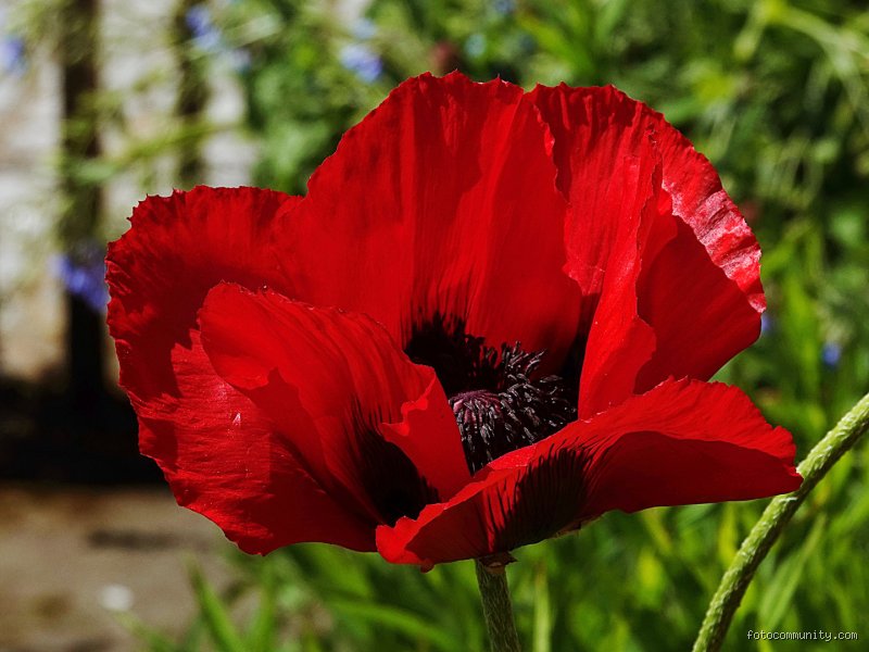 Wie heißt der rote Mohn? Entdecke den Klatschmohn