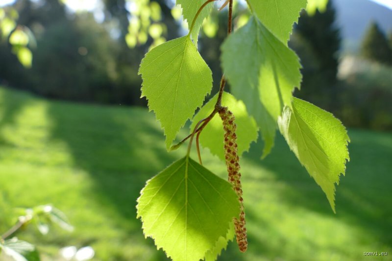 Wie heißt die Frucht der Flieder eigentlich? Die botanische Wahrheit hinter den braunen Kapseln
