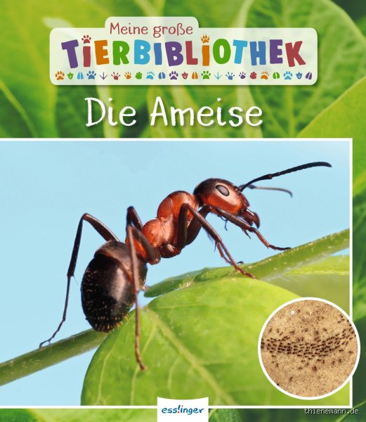 Wie schmeckt eigentlich Ameise? Ein Erfahrungsbericht