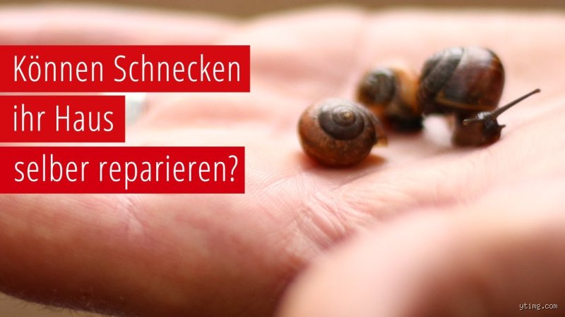Wie baut die Schnecke ihr Haus – das faszinierende Geheimnis des Schneckengehäuses