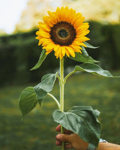Wie nennt man Sonnenblumen noch?