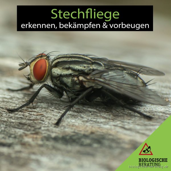 Wie schlau ist eine Fliege? Die erstaunliche Intelligenz eines unterschätzten Insekts