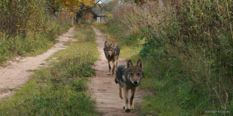 Wie verhält man sich bei einer Begegnung mit einem Wolf? Die wichtigsten Schritte, wenn Sie einem Wolf begegnen