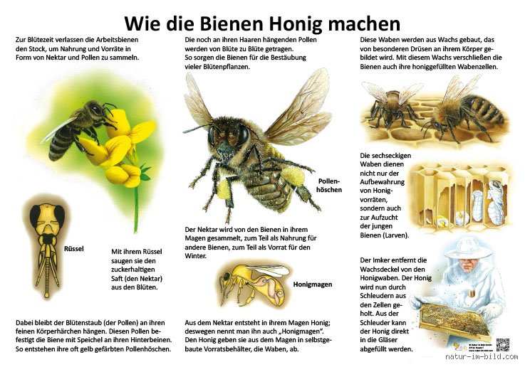 Wie viel Honig macht eine Biene?