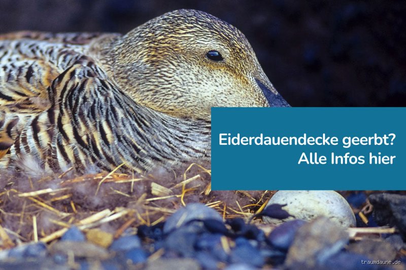 Woher kommt das Wort Eiderdaus?