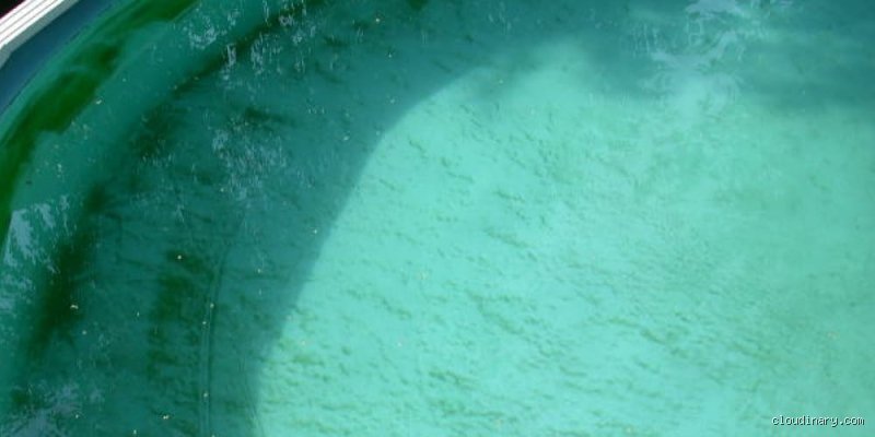 À quoi ressemble une piscine avec un taux élevé de phosphates ? Tout ce que vous devez savoir pour identifier le problème