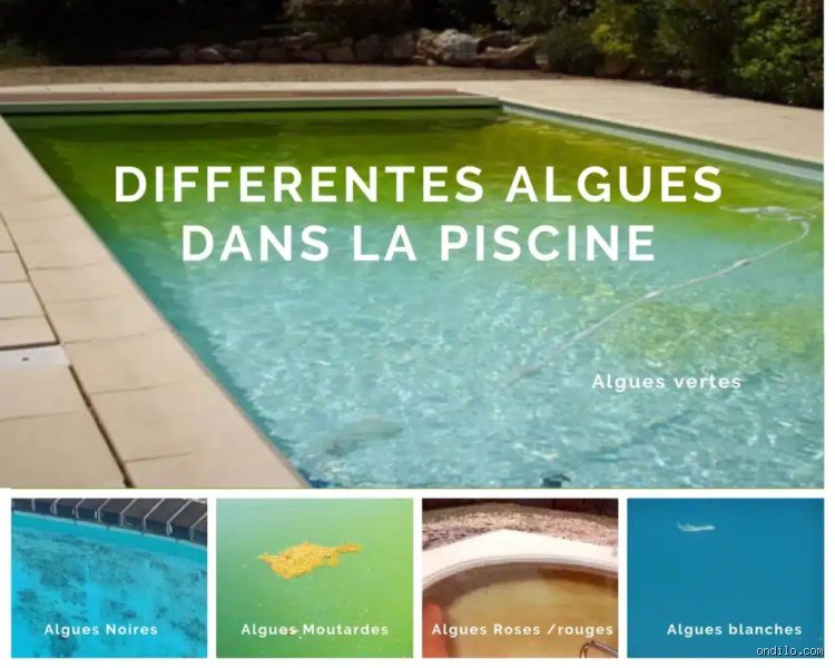 Combien de temps faut-il pour se débarrasser des algues vertes dans une piscine : le guide complet pour retrouver une eau cristalline