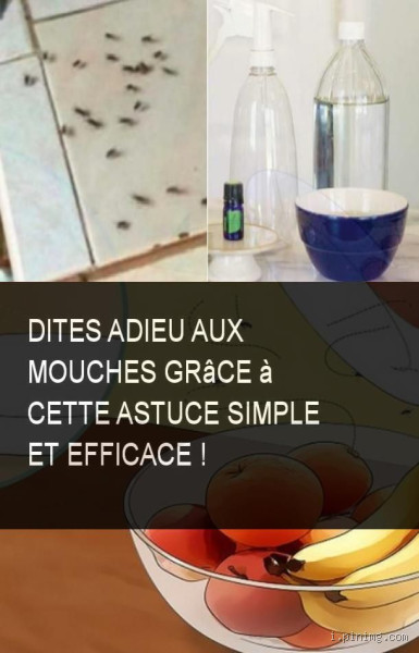 Comment éviter les crottes de mouches ? Astuces pratiques et efficaces