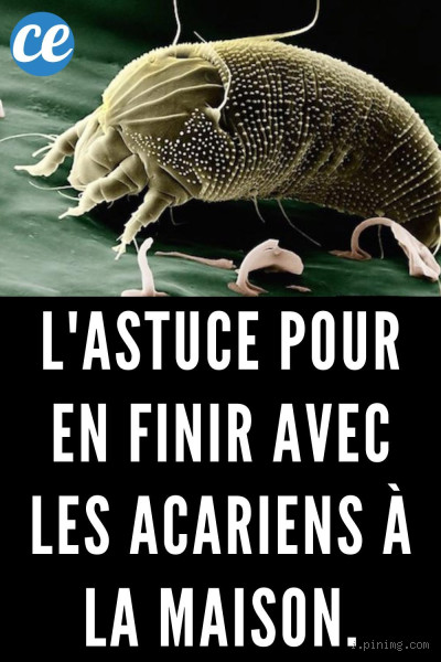 Comment ne plus avoir d’acariens à la maison ?