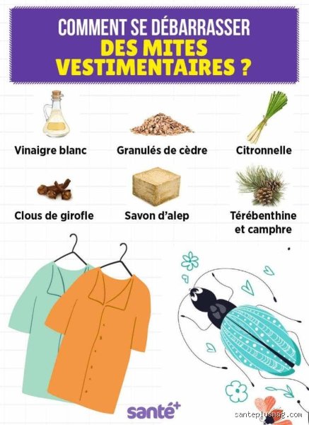 Comment se débarrasser des mites dans les vêtements ?
