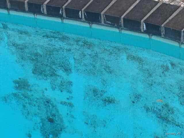 Comment se débarrasser rapidement des algues noires dans une piscine : le guide ultime pour éradiquer ces points noirs tenaces