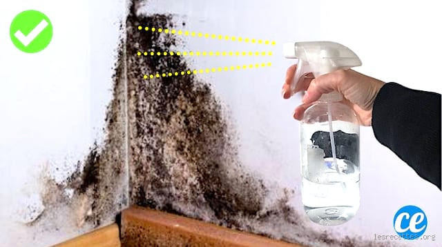 Est-ce que l'eau de Javel tue les moisissures ? La vérité choquante !