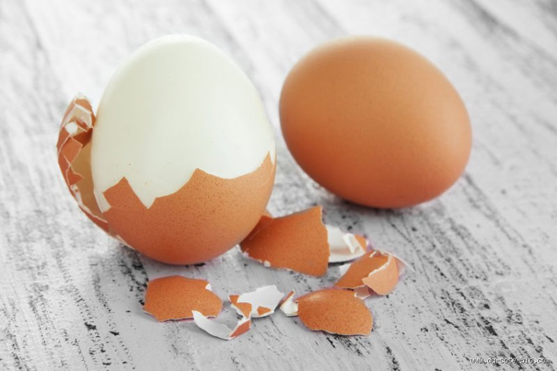 Pourquoi les œufs sont propres ?