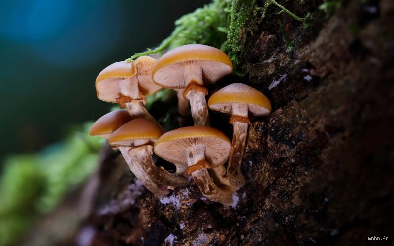 Qu'est-ce qui tue les champignons immédiatement ?