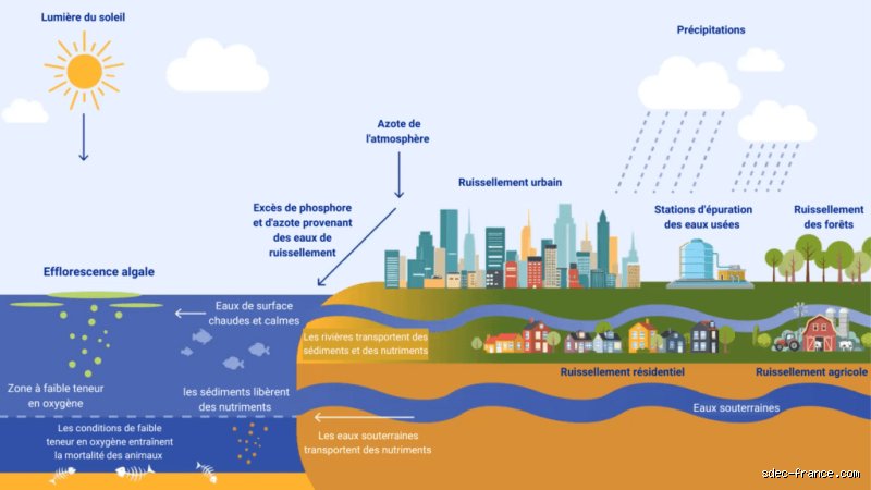 Que se passe-t-il en cas de prolifération excessive d'algues ? Les vérités brutales sur un déséquilibre écologique qui s’emballe