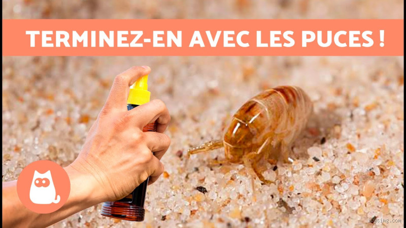 Quelle odeur déteste les puces ? Découvrez les astuces naturelles !