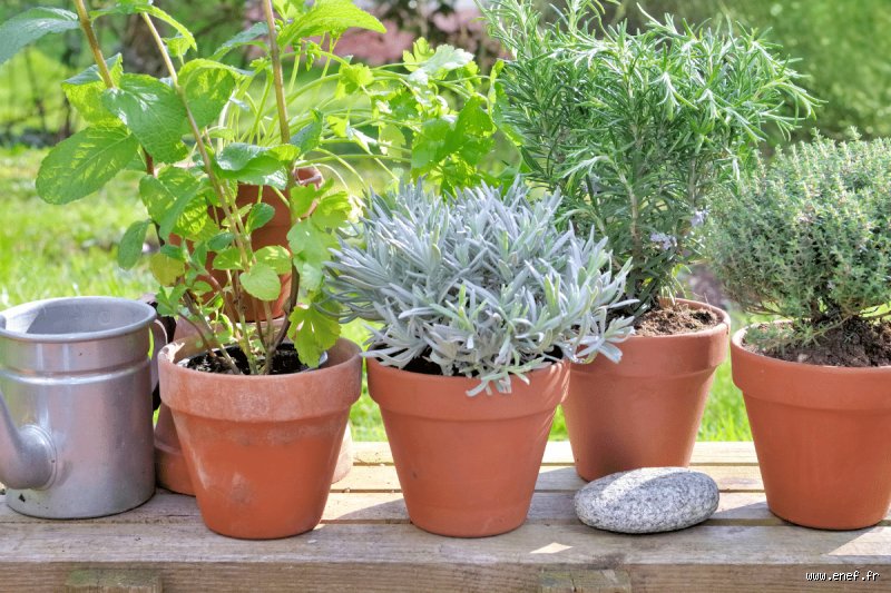 Poux des Poules : Les Plantes Miracles Qui Vont Sauver Votre Basse-Cour (et Votre Sanité Mentale !)