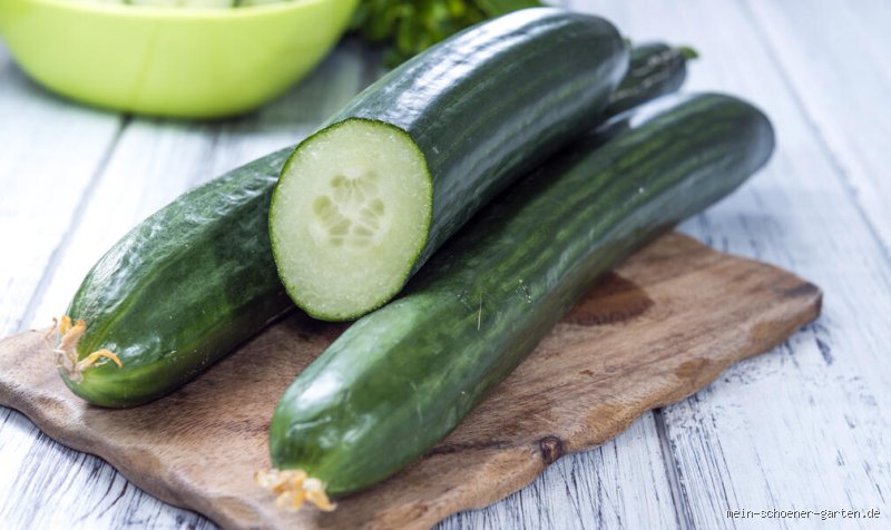 Salatgurke vs. Schlangengurke: Das ultimative Gurken-Duell – Wer gewinnt dein Herz (und deinen Salat!)?