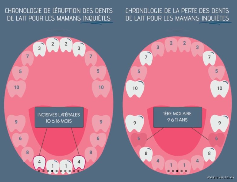 Quelle dent ne doit pas tomber ?