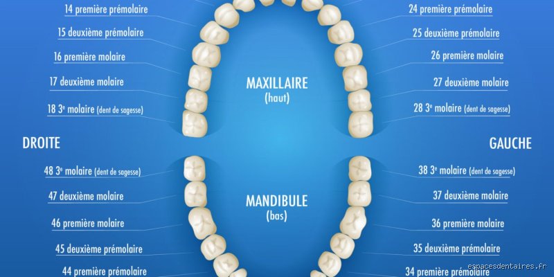 Quelle est la dent N 17 ? Guide complet sur la deuxième molaire supérieure droite