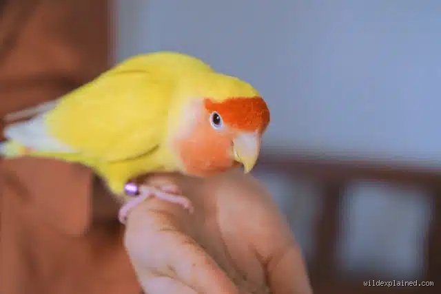 Quel est l'oiseau le plus fidèle ?