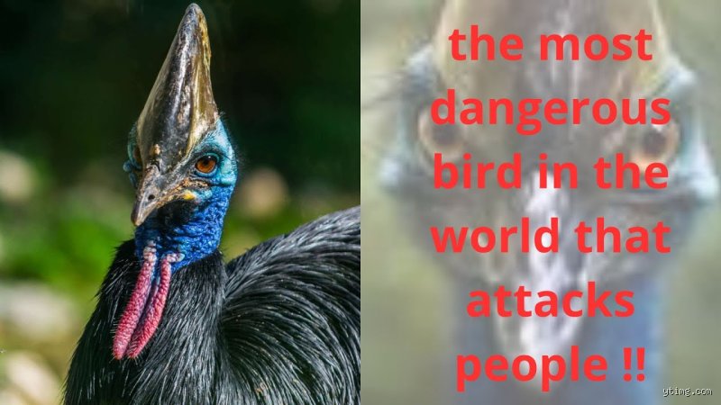 Quel oiseau attaque l'homme ?