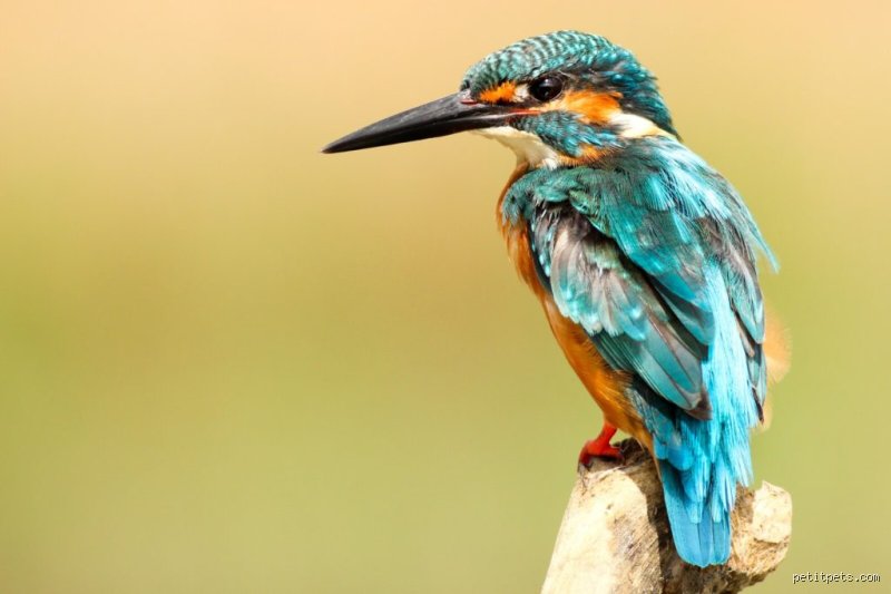 Quel oiseau mangeait Mitterrand ?