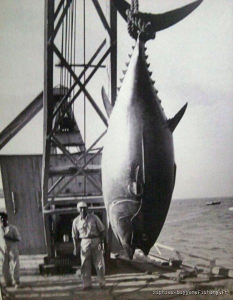 Quel est le plus gros thon pêché ? Le record du monde et la quête des géants de l'océan